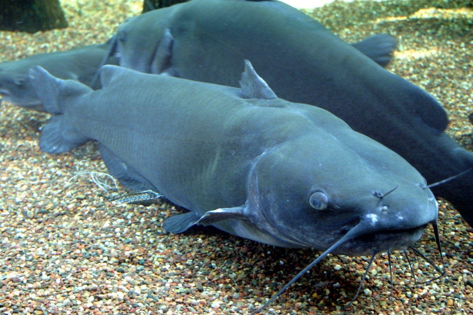 Best Time for Catfishing in Texas
