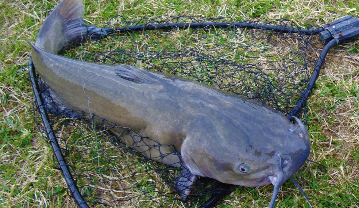 Best place to find catfish in lakes