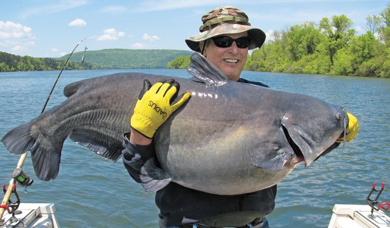 The Best Bait for Catching Large Catfish