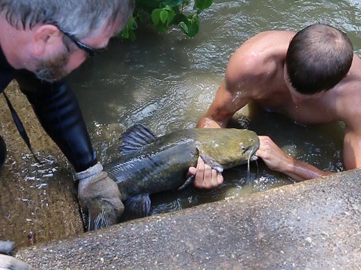 noodling, hand fishing, catfish