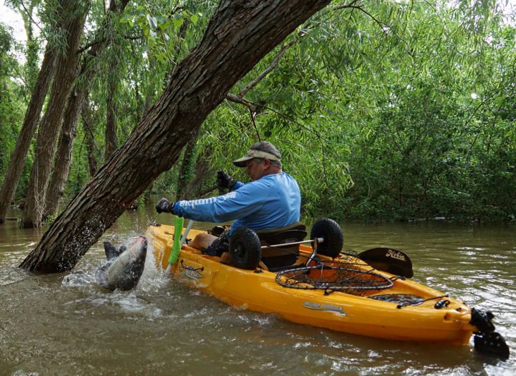 kayak catfish