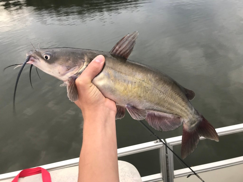 The best times for catfishing